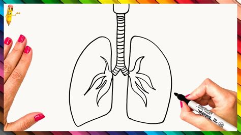How to draw: Lungs .